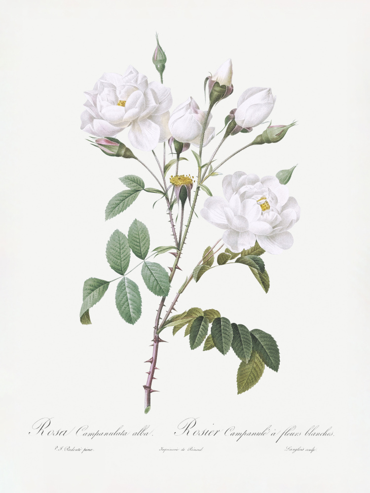 Rosa Gallica Pontiana, Les Roses (1817–1824) by Pierre-Joseph Redoute — canvas wall art