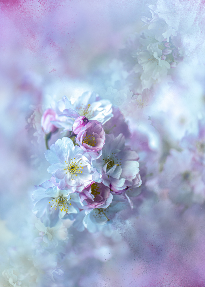 Pastel Dream Blossoms by Kristina Zvinakeviciute — canvas wall art
