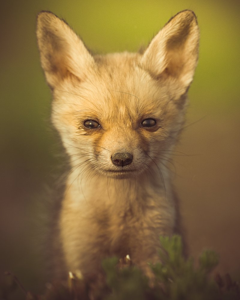 Curious Fox Kit by Ahmed Sobhi — canvas wall art