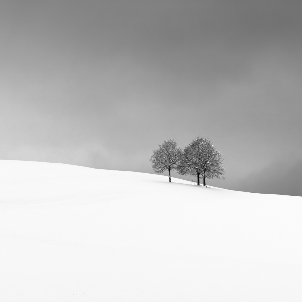 Serene Winter Trees by Alexej Schulz — canvas wall art