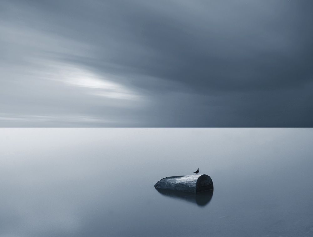 Solitary Bird Horizon by Mindaugas Žarys — canvas wall art