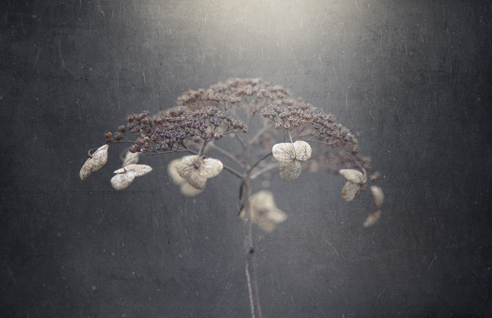 Dried Winter Bloom by Takashi Suzuki — canvas wall art