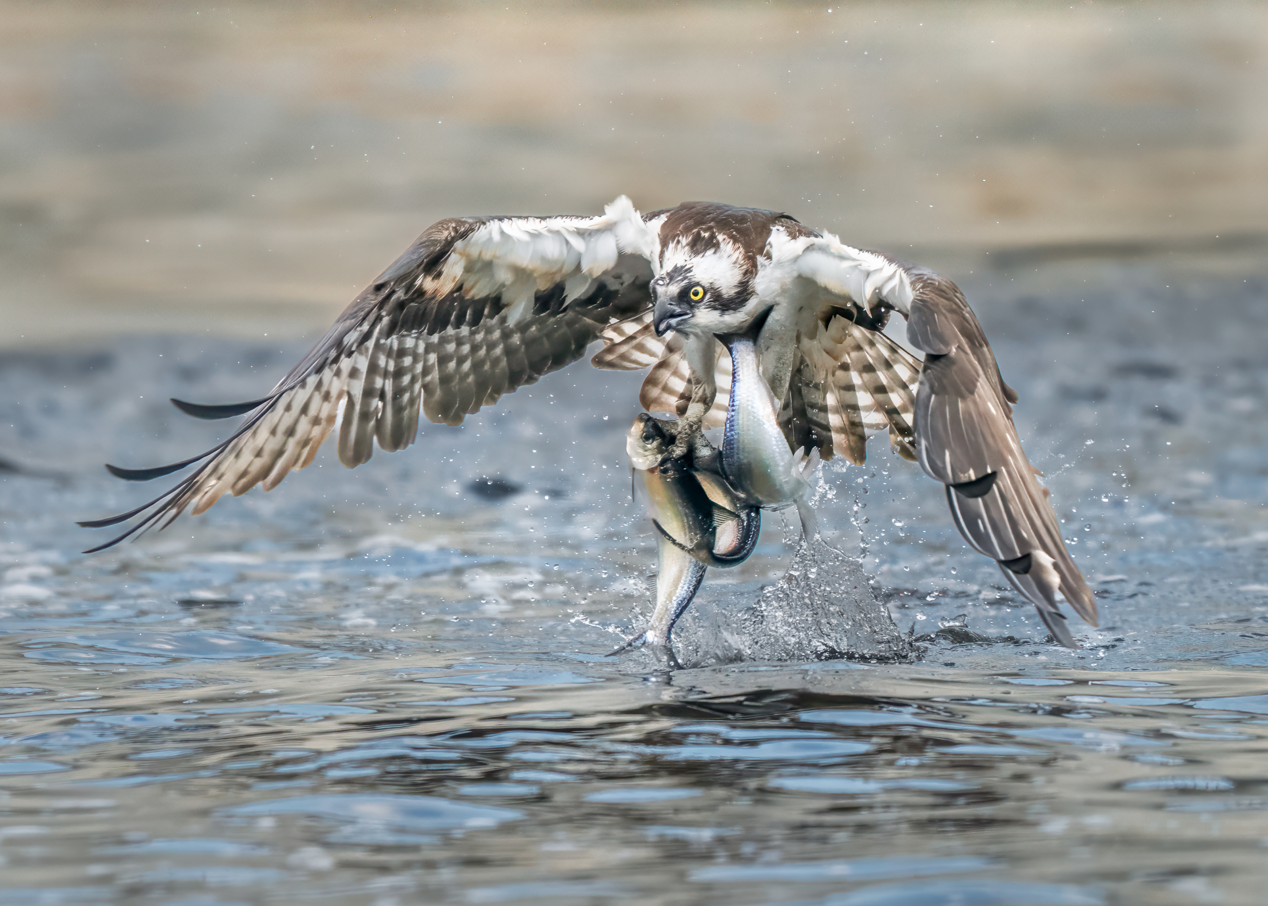 A Triple Catch