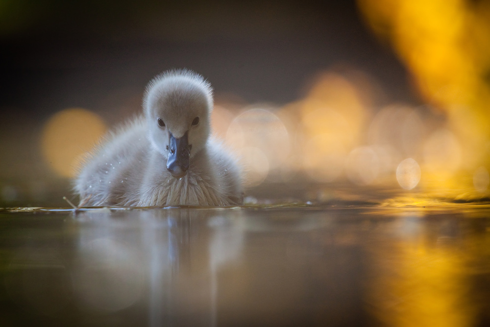 Cute Duckling Golden Glow by Robert Adamec — canvas wall art