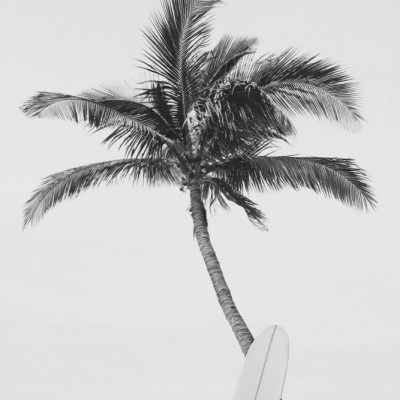 Palm Surfboard