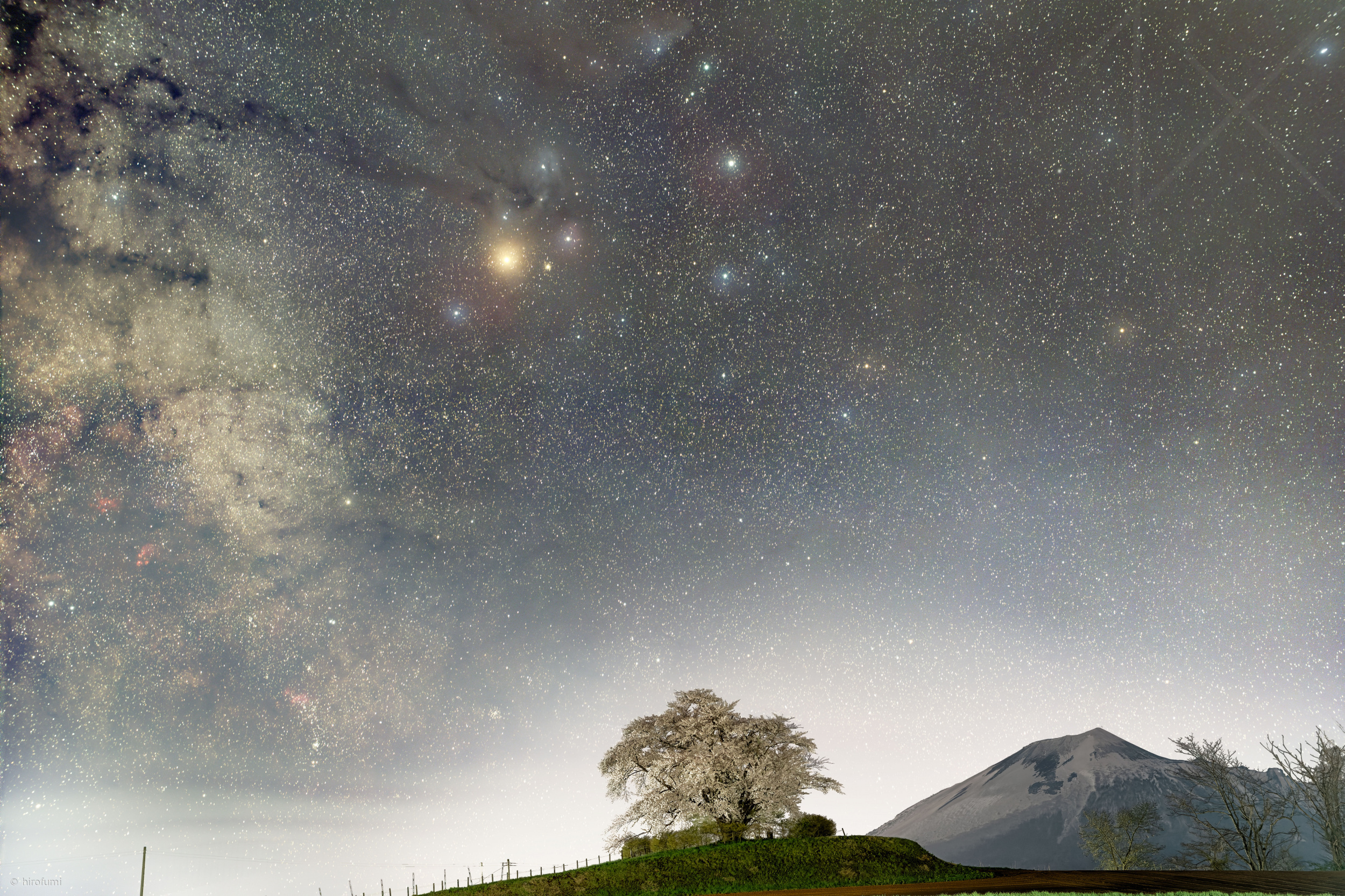 A lone sakura tree stands in full bloom by hirofumi