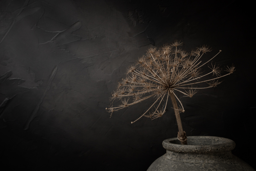 Rustic Dried Bloom by Mayra Pama — canvas wall art