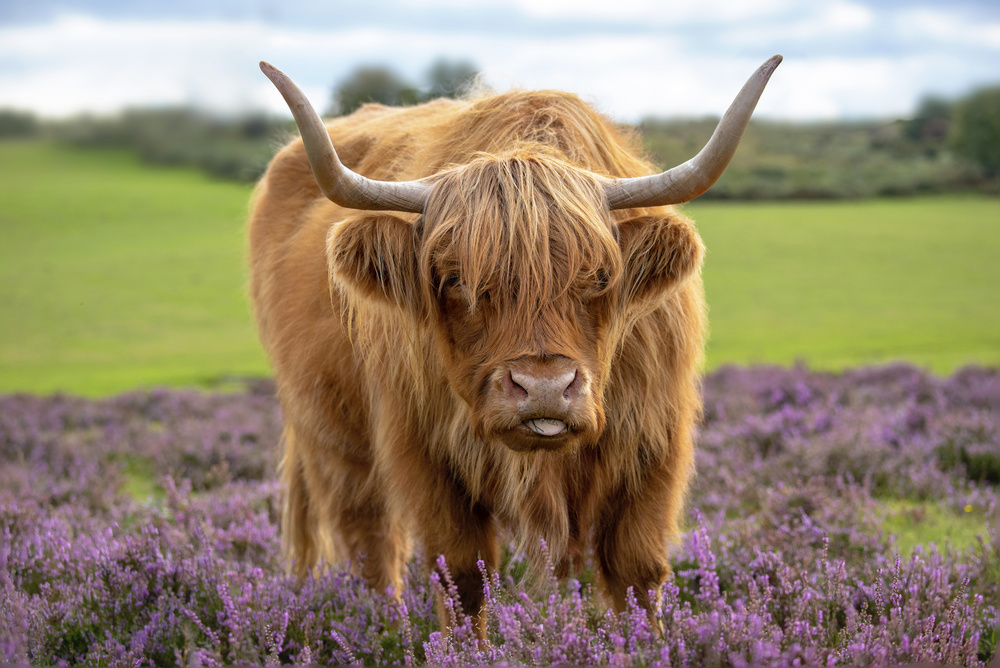Funny Highland Cow Portrait by Jacky Parker — canvas wall art