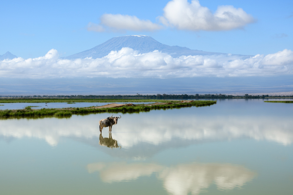 Wildebeest Kilimanjaro Reflection by Richard Guijt — canvas wall art