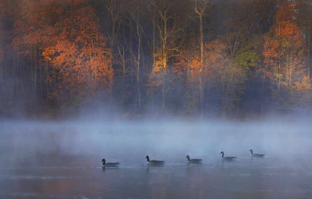 Autumn Mist Geese by Yanny Liu — canvas wall art
