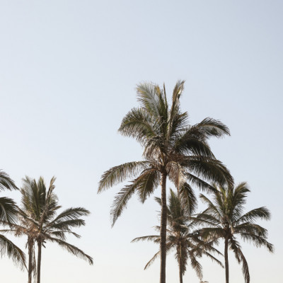 Tall Palm Trees