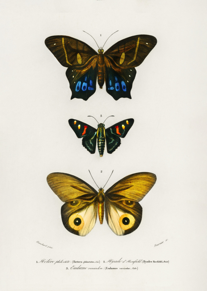 Different Types of Butterflies III by Charles Dessalines D Orbigny — canvas wall art