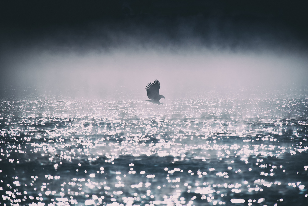 Majestic Eagle Flight by Yu Cheng — canvas wall art