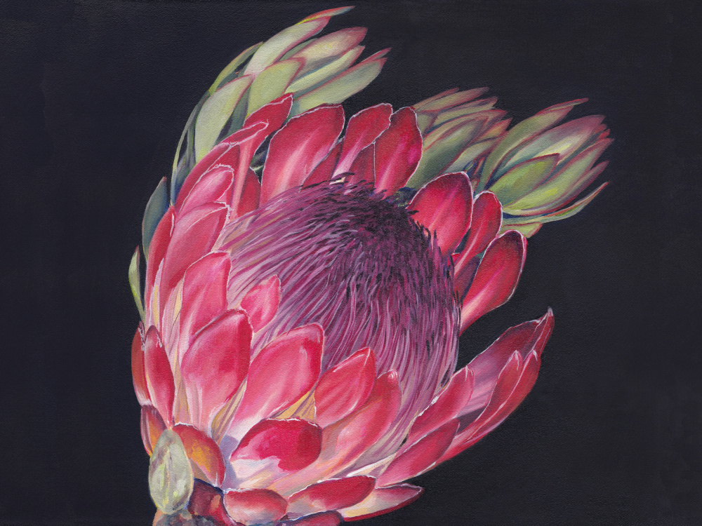 Vibrant King Protea by Viccy Wanliss — canvas wall art