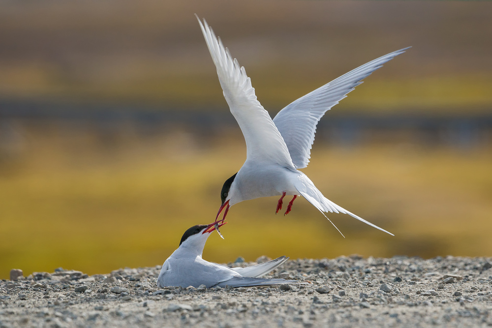 Arctic Tern Feeding by Alexey Kharitonov — canvas wall art