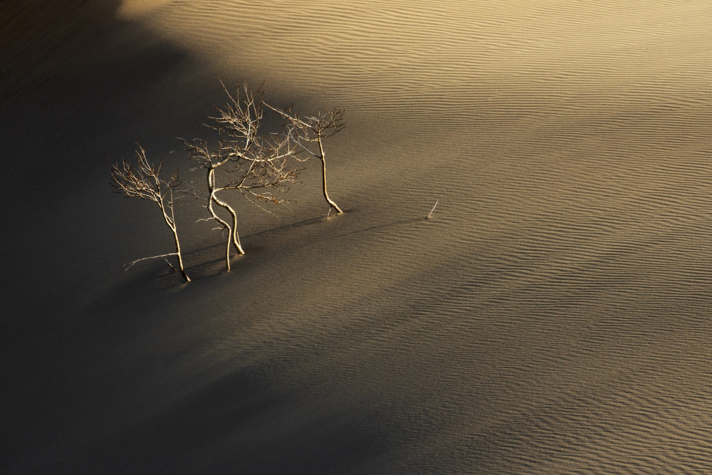 Golden Desert Trees by Alexey Kharitonov — canvas wall art