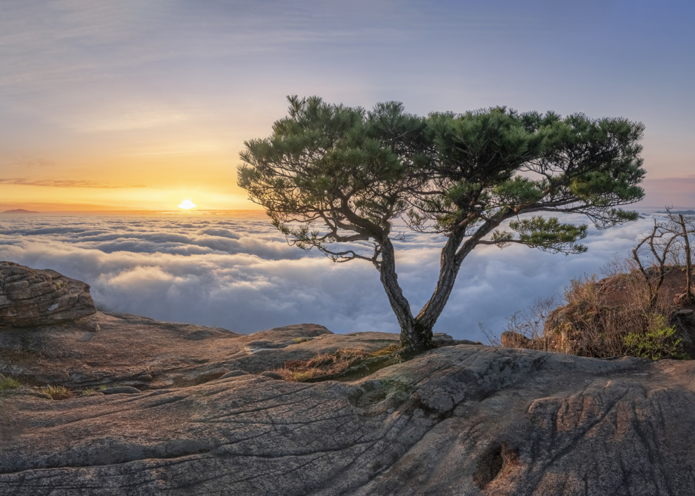Majestic Pine Sunrise by Jaeyoun Ryu — canvas wall art