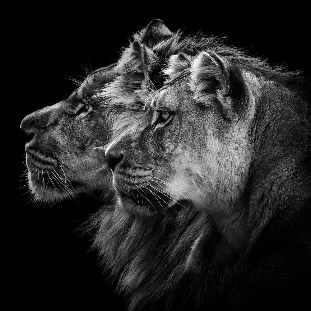 Regal Lion Pair by Laurent Lothare Dambreville — canvas wall art