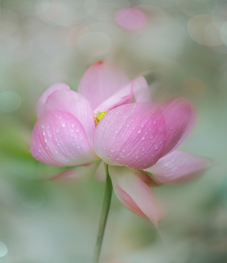 Soft Pink Lotus Bloom by YoungIl Kim — canvas wall art