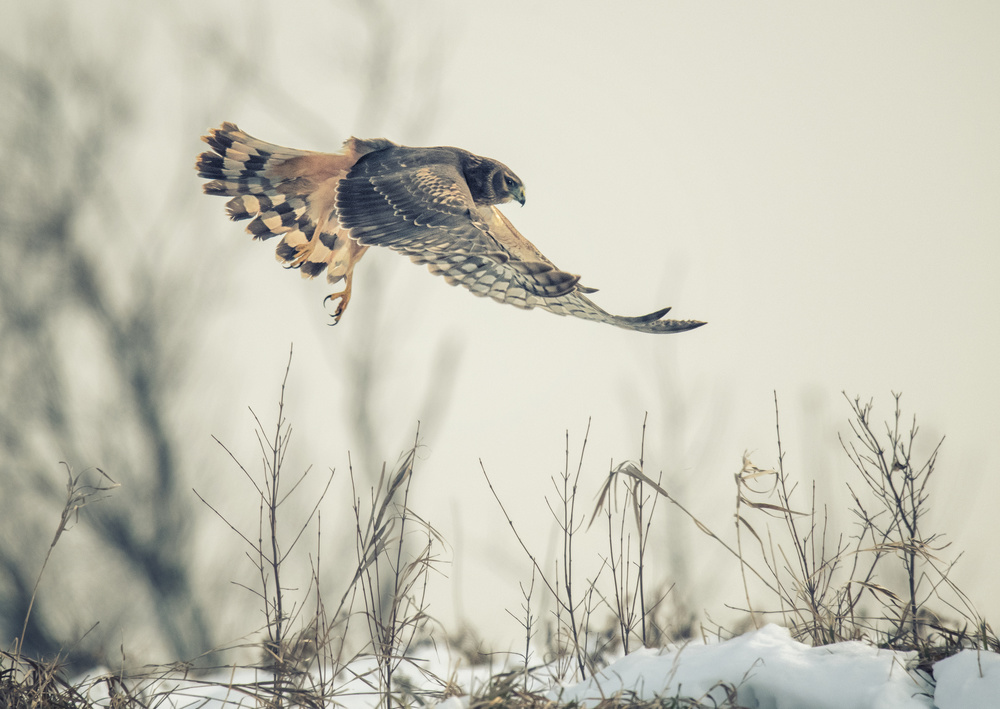 Winter Hawk Flight by Yu Cheng — canvas wall art
