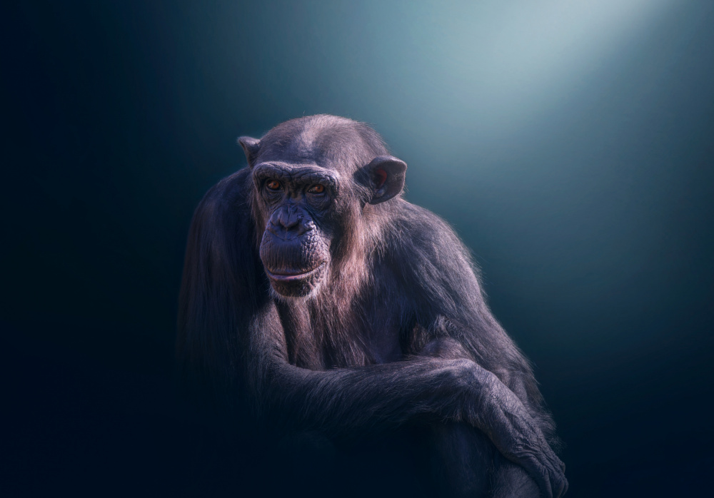Chimpanzee's Gaze by joanaduenas — canvas wall art