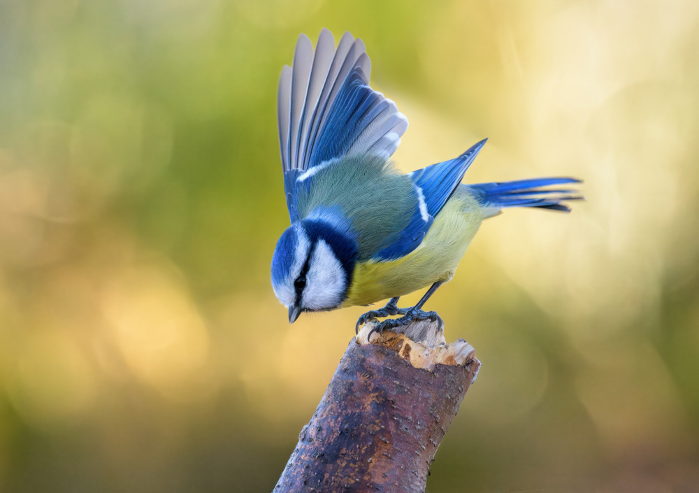 Dynamic Blue Tit On Branch by Marco Galimberti — canvas wall art