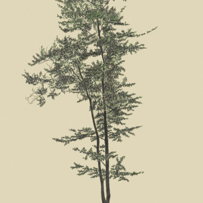 Deciduous Tree Around 1924