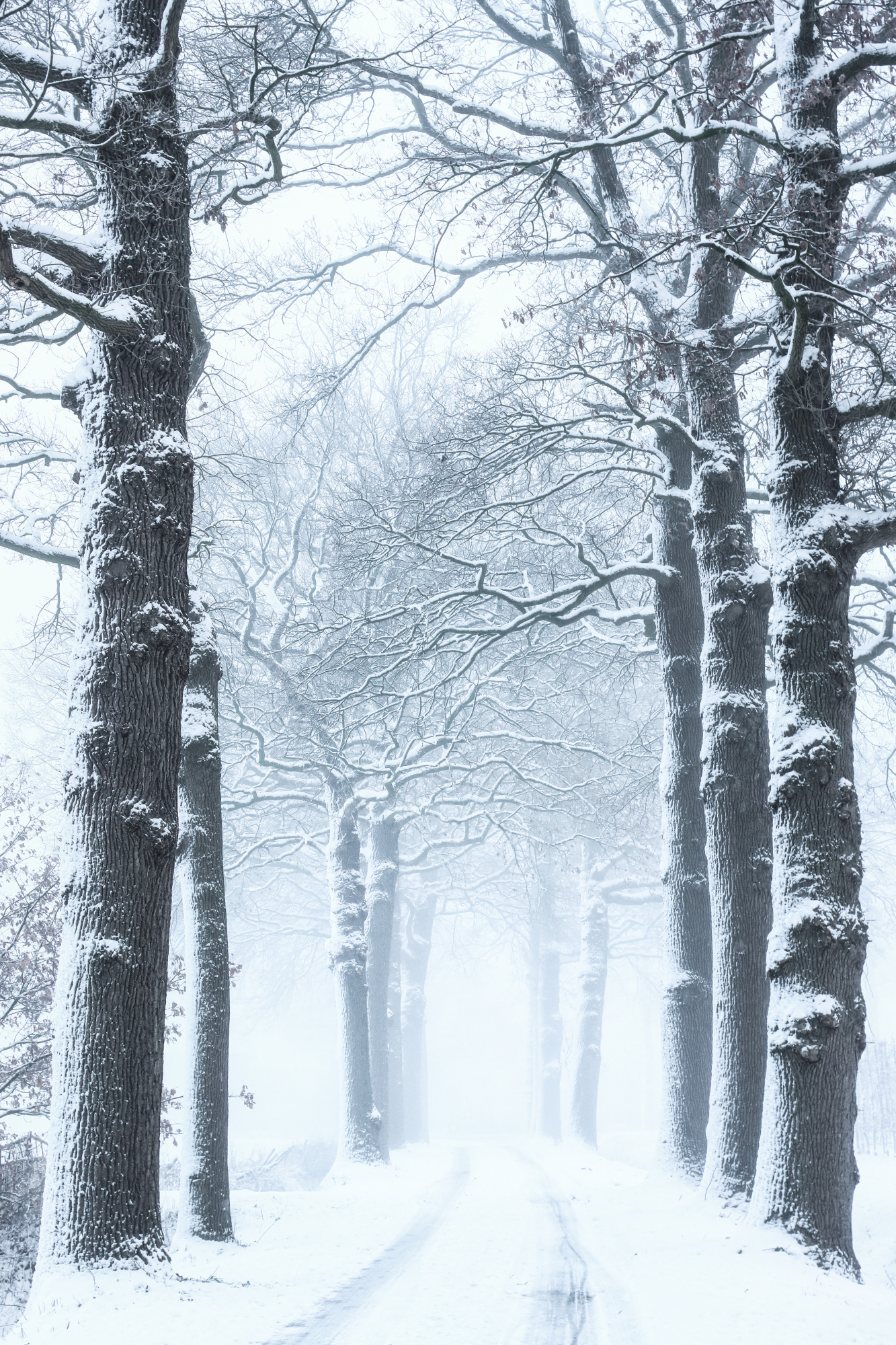 oaktrees in winterdress