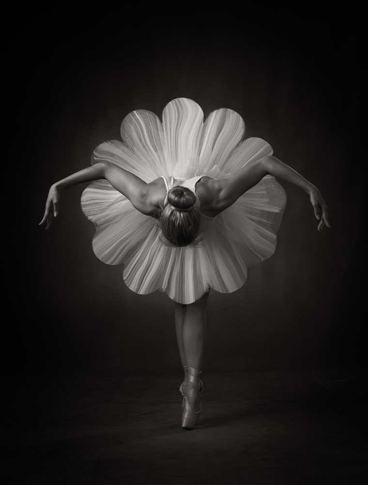 Elegant Ballet Bloom by Catchlight Studio — canvas wall art
