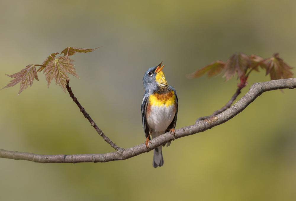 Singing Spring Warbler by Greg Barsh — canvas wall art