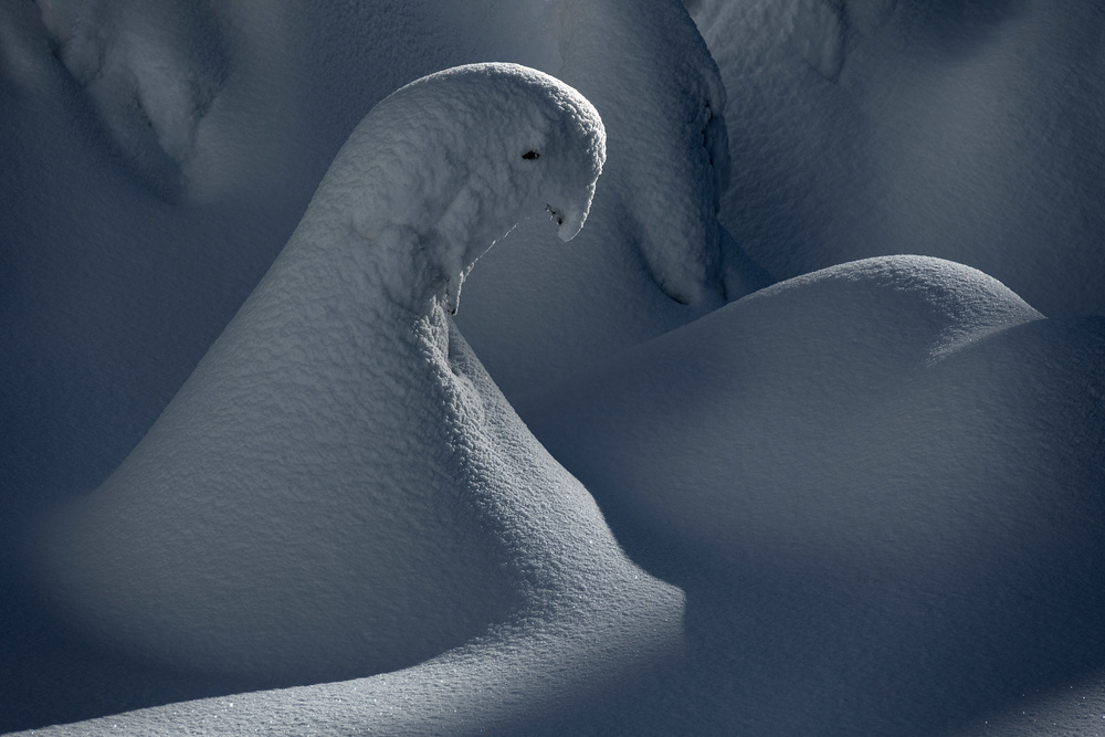 Elegant Snow Swan by Jure Kravanja — canvas wall art