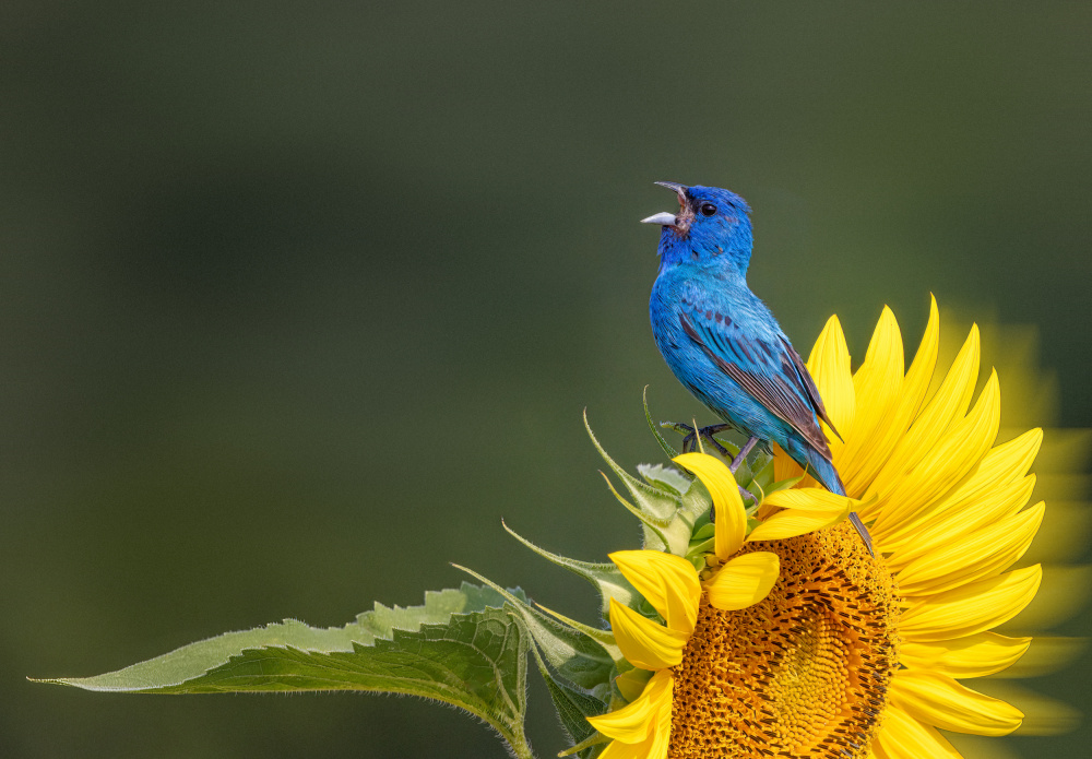 Bluebird's Sunflower Song by Molly Fu APA — canvas wall art