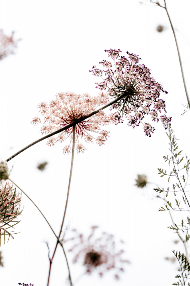 Summer Flowers by Mareike Böhmer — canvas wall art