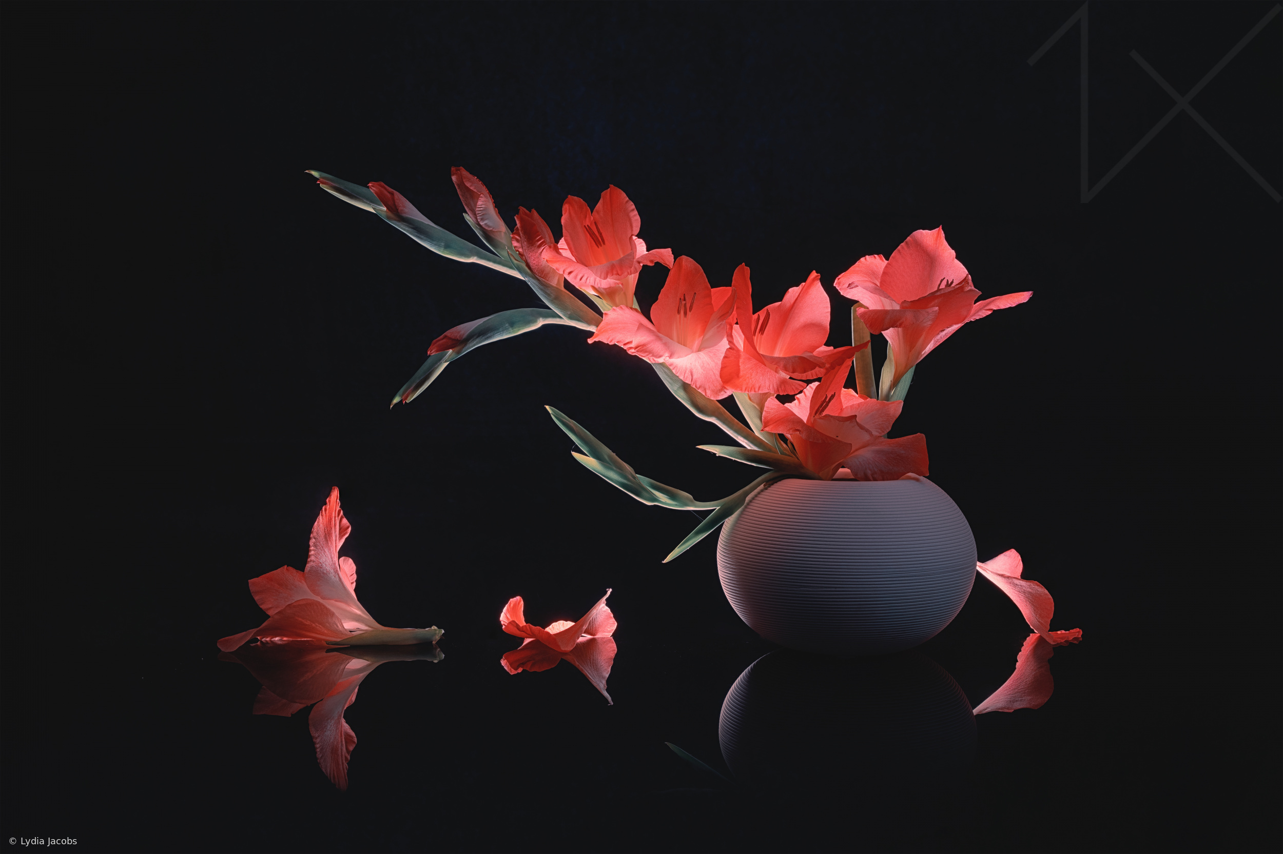 Glowing Gladiolus