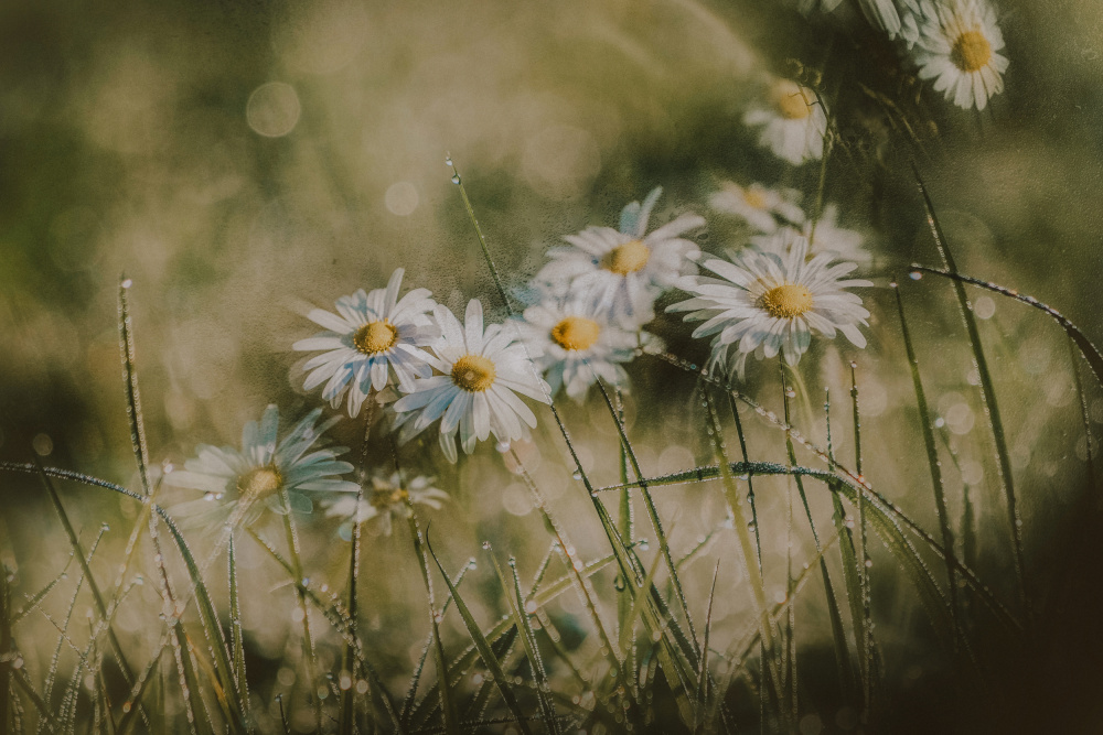 Dewy Morning Daisies by YoungIl Kim — canvas wall art
