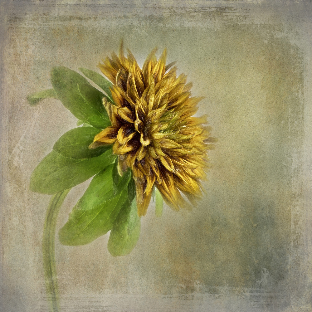 Soft Golden Bloom by Gaille Gray — canvas wall art