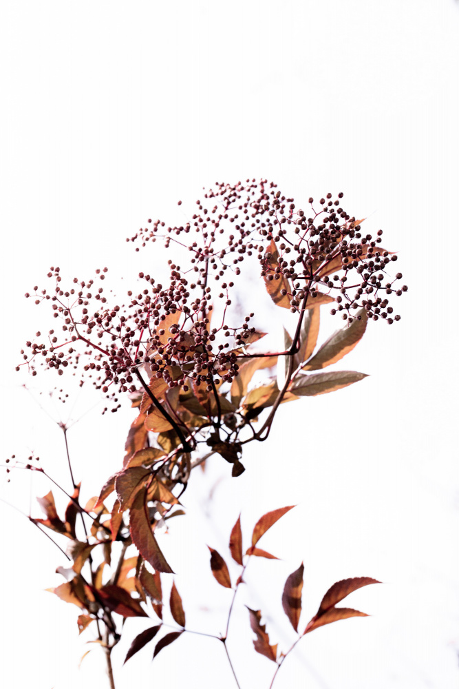 Unknown 14 by Mareike Böhmer — canvas wall art