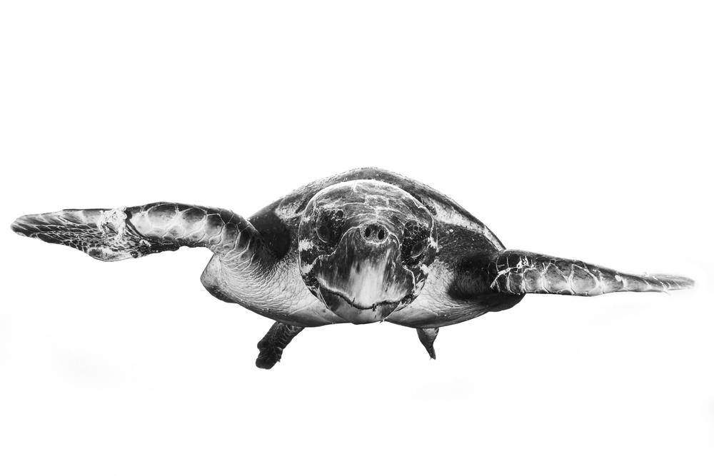 Graceful Sea Turtle by Barathieu Gabriel — canvas wall art