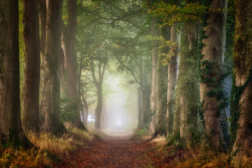 Misty Forest Path by Ellen Borggreve — canvas wall art
