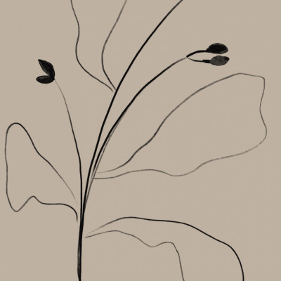 Simply Line Plant