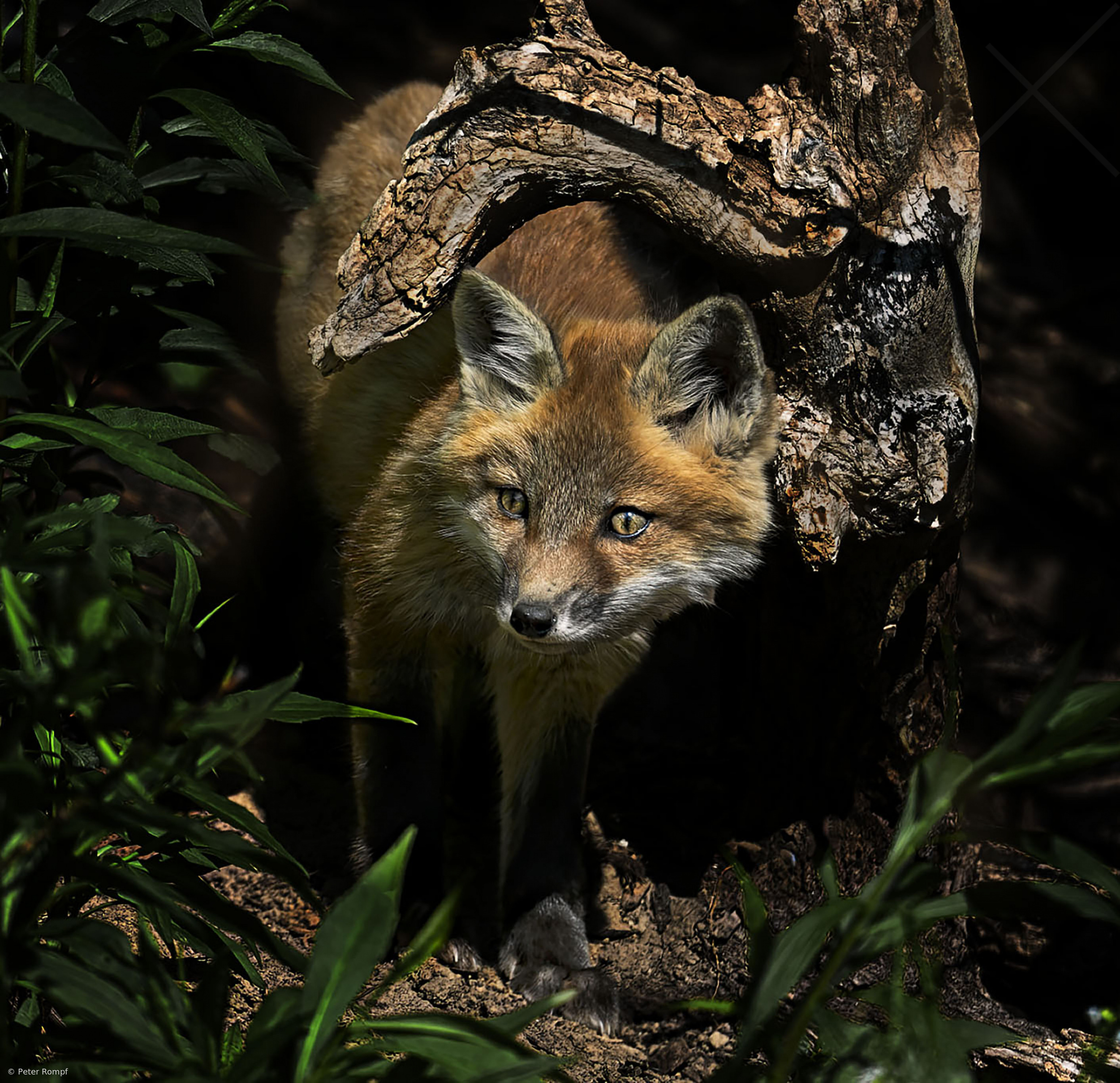 Red Fox Prowling by Peter Rompf