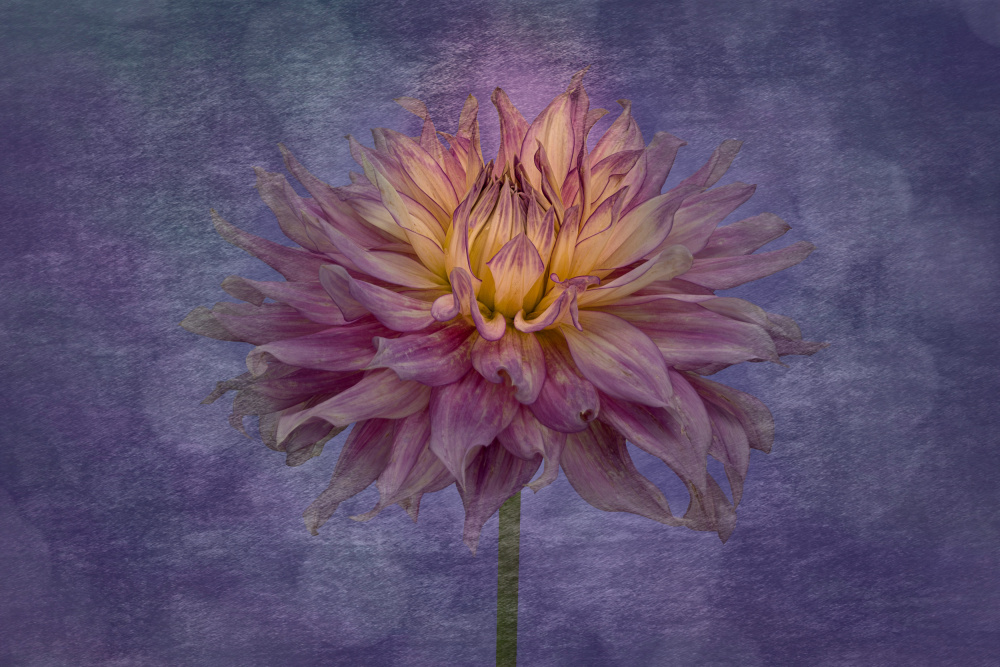 Vibrant Purple Dahlia by Richard Urbanski — canvas wall art