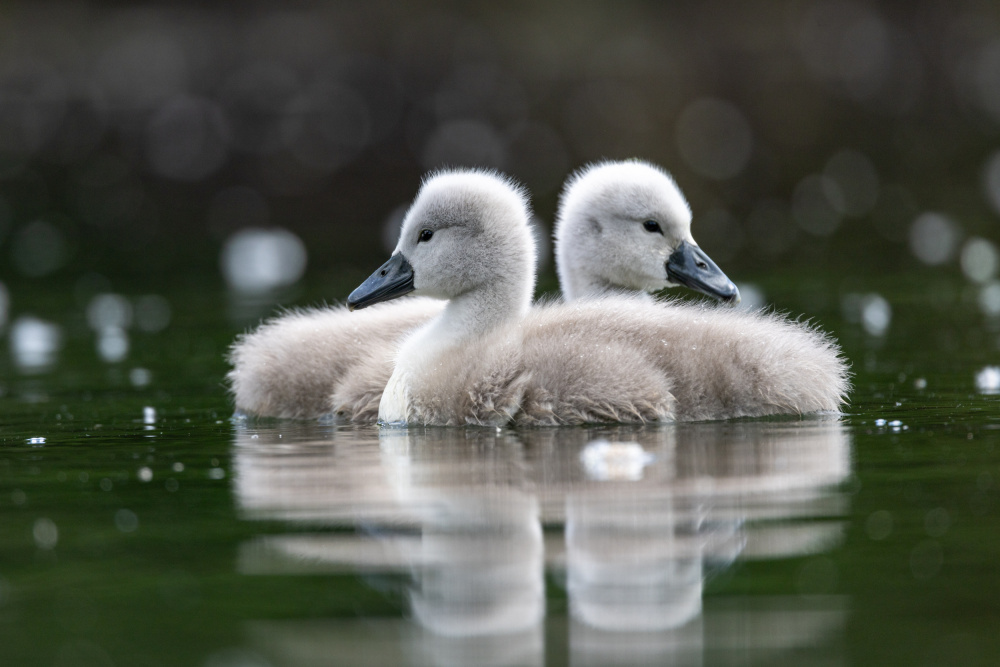 Two Peaceful Cygnets by Azim Khan Ronnie — canvas wall art