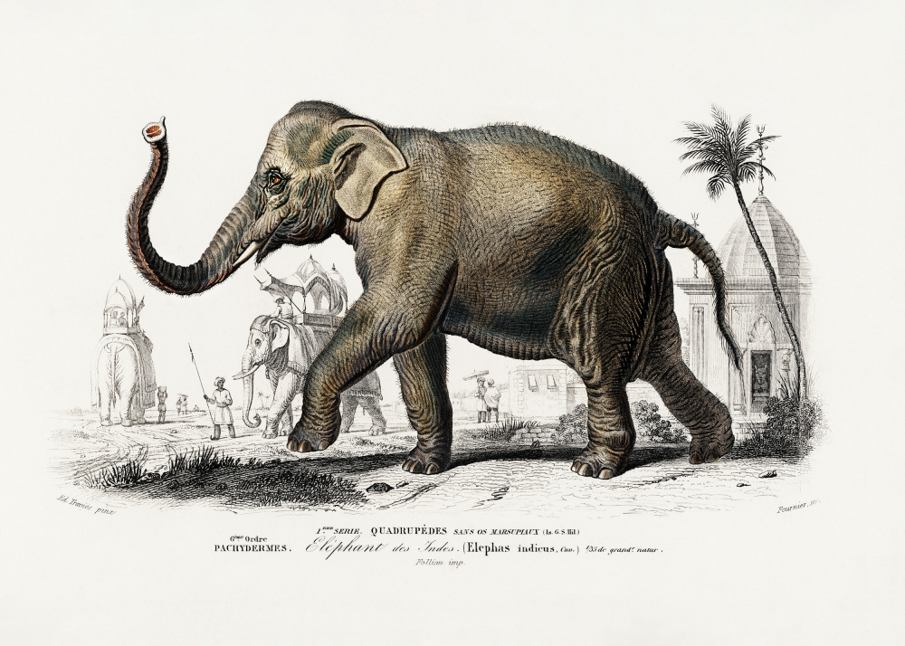 Asiatic Elephant by Charles Dessalines D Orbigny — canvas wall art