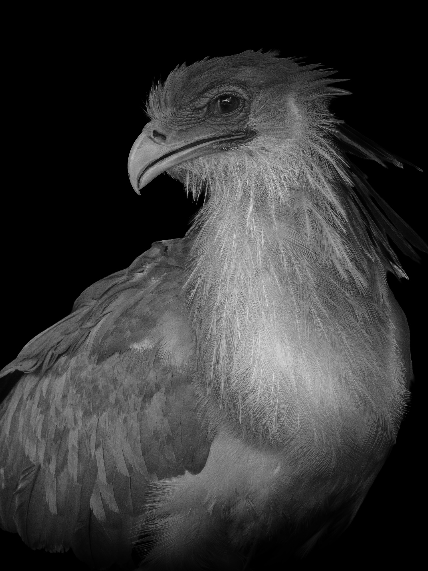 Snake-eating eagle