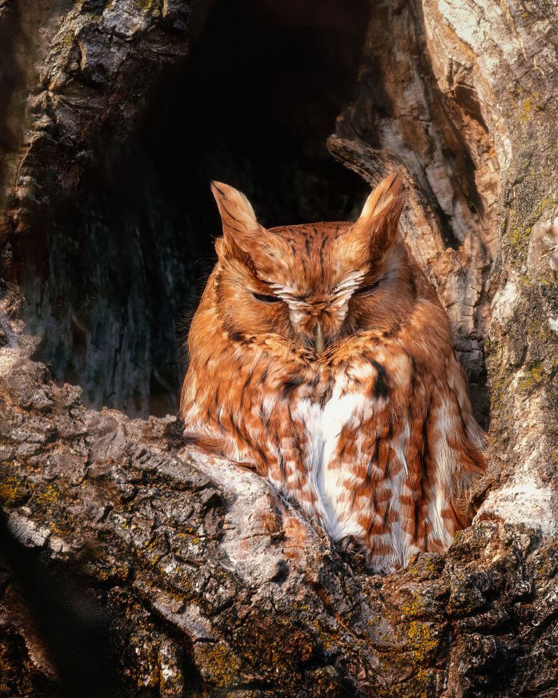 Sleeping Woodland Owl by Leechee Z — canvas wall art