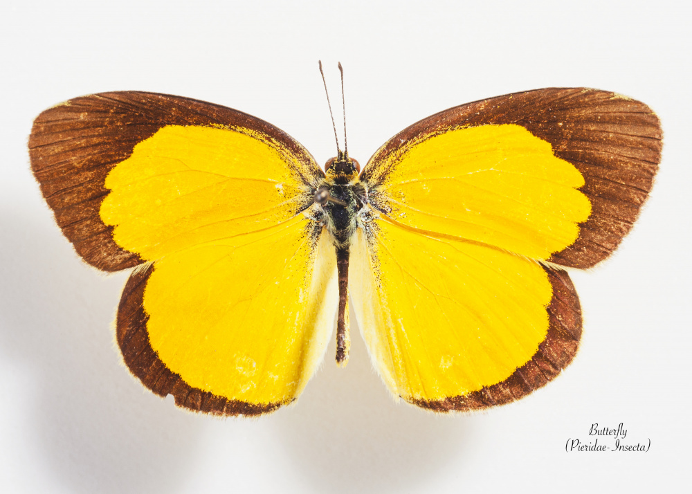 Vibrant Yellow Butterfly by Johan Botha "Sabie" — canvas wall art