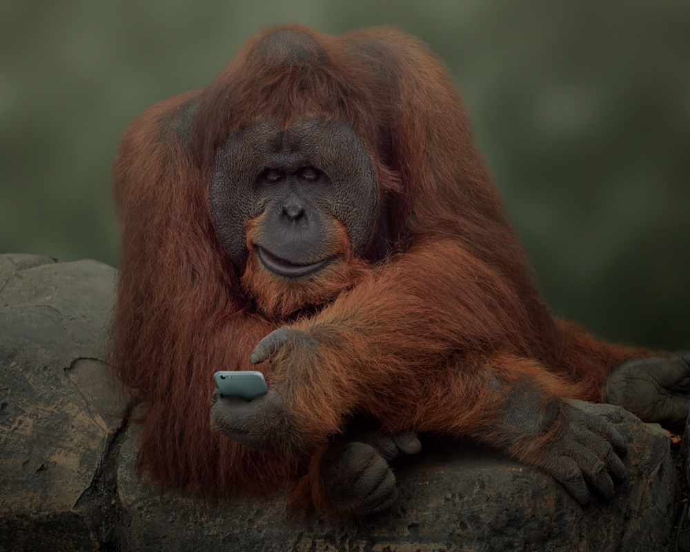 Orangutan With Smartphone by Rudi Gunawan — canvas wall art