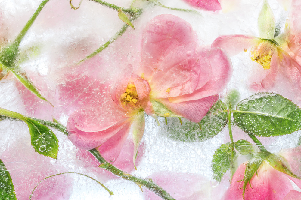 Rosa by Mandy Disher — canvas wall art