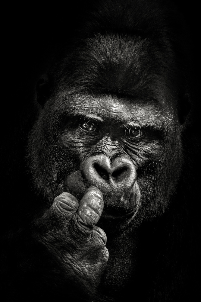 Pensive Gorilla Portrait by Christian Meermann — canvas wall art
